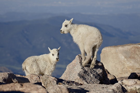 Two mountain goat (Oreamnos americanus) kids, Mount Evans, Colorado