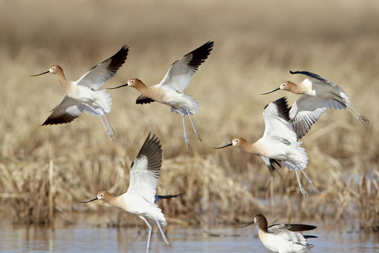 Flock of American avocet (Recurvirostra americana) in flight, Whitewater Draw Wildlife Area, Arizona