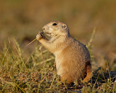 Blacktail prairie dog (Cynomys ludovicianus) eating, Wind Cave National Park, South Dakota