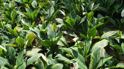 Malaysian flora, a lot of green grass and park