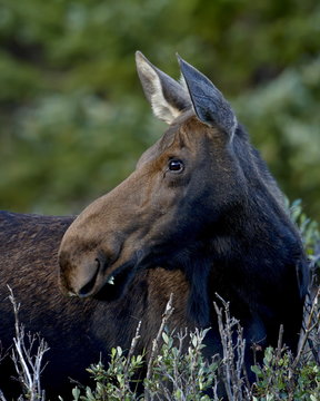 Cow moose (Alces alces), Roosevelt National Forest, Colorado