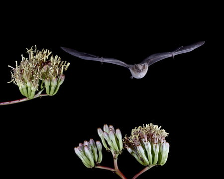 Lesser long-nosed bat (Leptonycteris yerbabuenae) flying by agave blossoms, in captivity, Hidalgo County, New Mexico