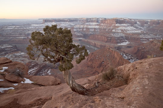 Juniper at the edge of the mesa in the winter with snow, Dead Horse State Park, Utah