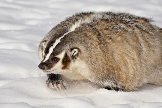 Badger (Taxidea taxus) in the snow, in captivity, near Bozeman, Montana