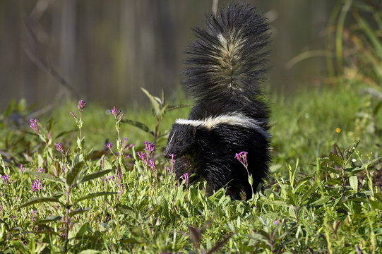 Striped skunk (Mephitis mephitis) with tail up, Minnesota Wildlife Connection, Sandstone, Minnesota