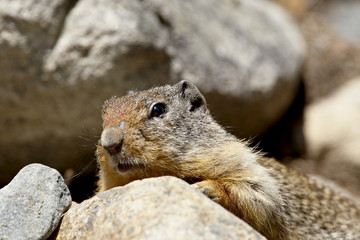 Richardson ground squirrel (Citellus richardsoni), near Oliver, British Columbia, Canada