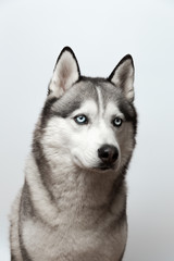 Adorable black and white with blue eyes Husky. on grey background. Focused at eye