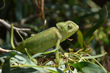 camaleones