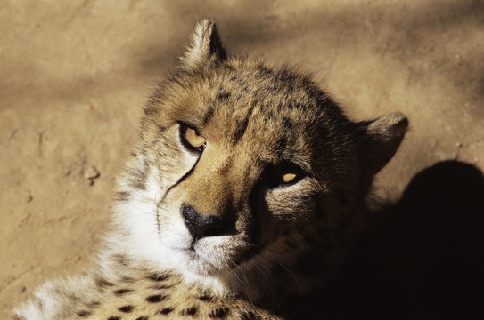 Cheetah (Acinoyx jubatus) in captivity, Oudtshoorn