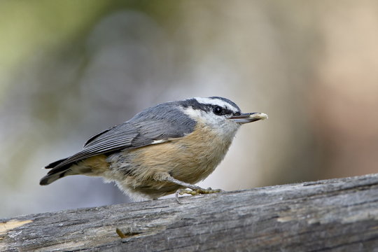 Female red-breasted nuthatch (Sitta canadensis), Wasilla, Alaska
