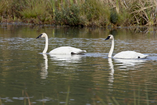 Trumpeter swan (Cygnus buccinator) pair, Potter Marsh, Alaska