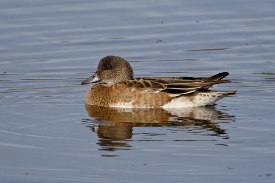Female American Wigeon (American Widgeon) (Baldpate) (Anas americana), Potter Marsh, Alaska