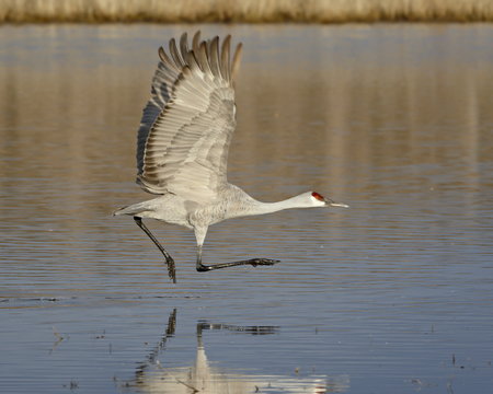 Sandhill crane (Grus canadensis) taking off from a pond, Bosque Del Apache National Wildlife Refuge, New Mexico
