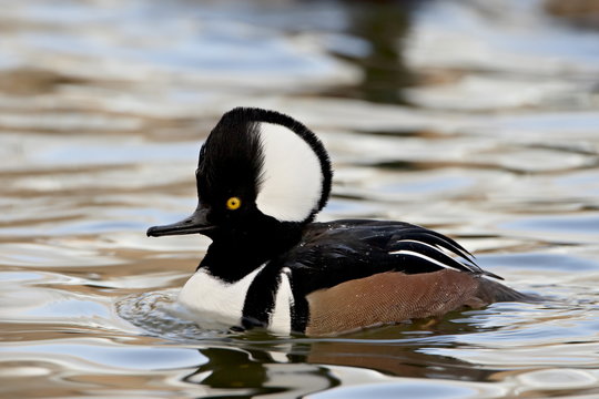Male hooded merganser (Lophodytes cucullatus) in breeding plumage, Rio Grande Zoo, Albuquerque Biological Park, Albuquerque, New Mexico