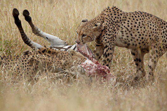 Two cheetah (Acinonyx jubatus) at a zebra kill, Kruger National Park