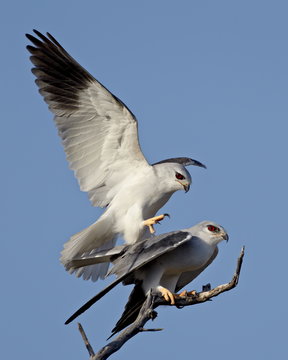 Black-shouldered kite (Elanus caeruleus) pair mating, Kgalagadi Transfrontier Park, encompassing the former Kalahari Gemsbok National Park