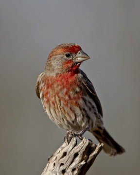 Male house finch (Carpodacus mexicanus), The Pond, Amado, Arizona