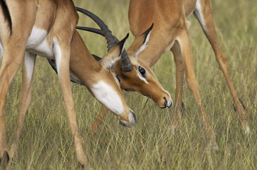 Two male impala (Aepyceros melampus) fighting, Serengeti National Park, Tanzania