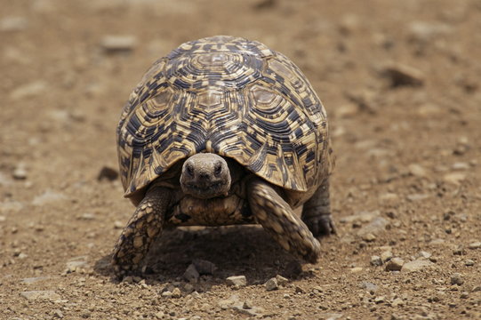 Leopard tortoise (Geochelone pardalis), Kruger National Park