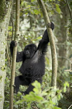 Young mountain gorilla (Gorilla gorilla beringei) playing in the trees, Amahoro A group, Volcanoes National Park, Rwanda