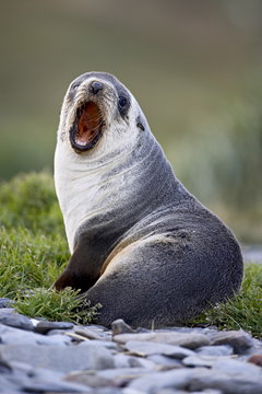 Young Antarctic fur seal (Arctocephalus gazella) or South Georgia fur seal (Arctocephalus tropicalis gazella) yawning, Grytviken, South Georgia
