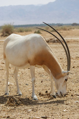 Arabian Oryx in the desert