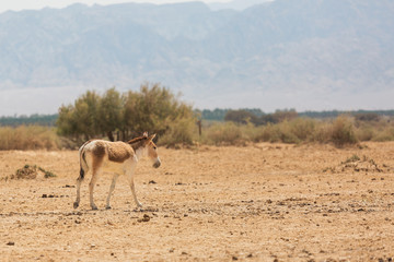 wild ass in the desert