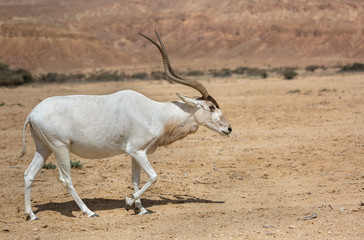 Beautiful Addax in the desert