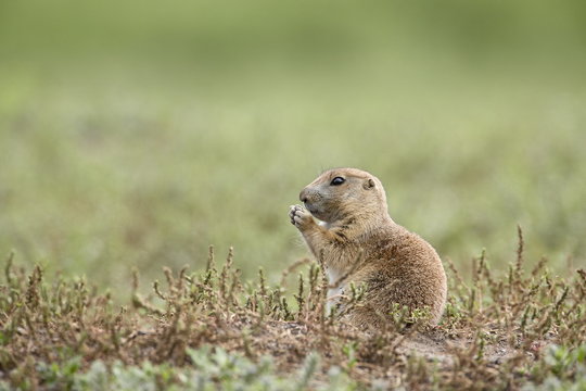 Baby blacktail prairie dog (Cynomys ludovicianus), Custer State Park, South Dakota