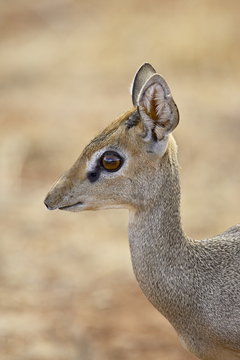 Male Gunther's dik dik (Rinchotragus guntheri), Samburu National Reserve, Kenya