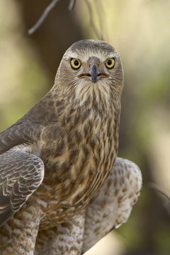 Juvenile dark chanting goshawk (Melierax metabates), Kgalagadi Transfrontier Park, encompassing the former Kalahari Gemsbok National Park