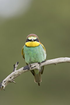 European bee-eater or golden-backed bee-eater (Merops apiaster), Kruger National Park