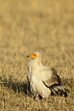 Egyptian vulture (Neophron percnopterus), Masai Mara National Reserve, Kenya