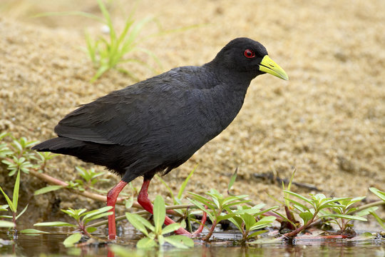 Black crake (Amaurornis flavirostris), Kruger National Park