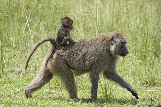 Olive baboon (Papio cynocephalus anubis) infant riding on its mother's back, Serengeti National Park, Tanzania
