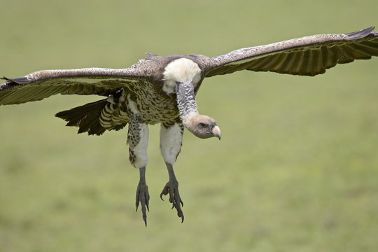 Ruppell's griffon vulture (Gyps rueppellii) on final approach, Serengeti National Park, Tanzania