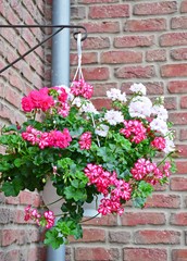 Geranien (Pelargonien) hängend an der Hauswand