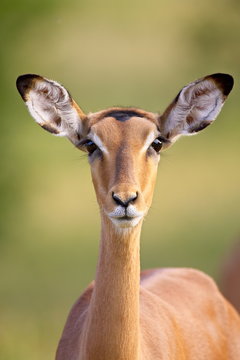 Female impala (Aepyceros melampus), Kruger National Park
