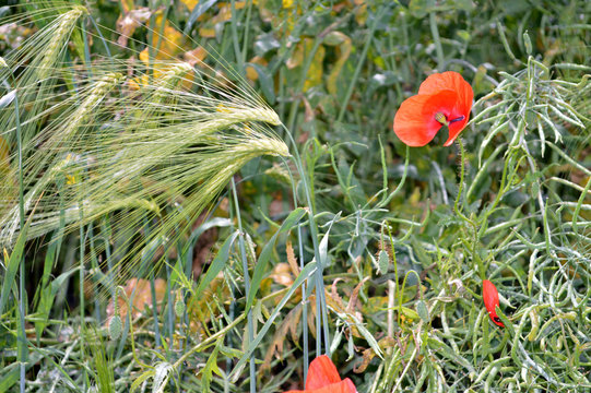 Green immature wheat ears with red poppy