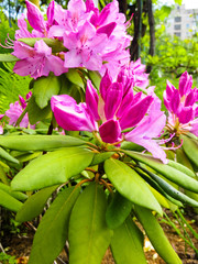 Beautiful pink Rhododendron blossoms on a flowerbed