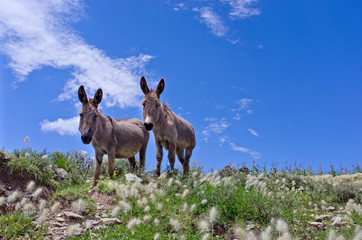 Grey donkeys in the Bolivian countryside