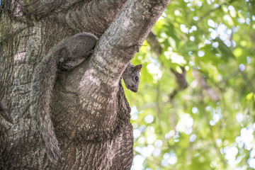 Squirrel on a Limb