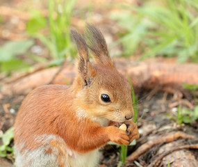 Naklejka na ściany i meble Squirrel eating the nut