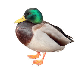 Male duck