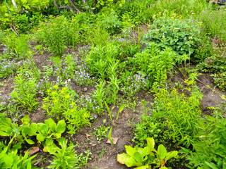 Green flowerbed in a garden