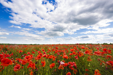 meadow with wild poppies and blue cloudy sky, background