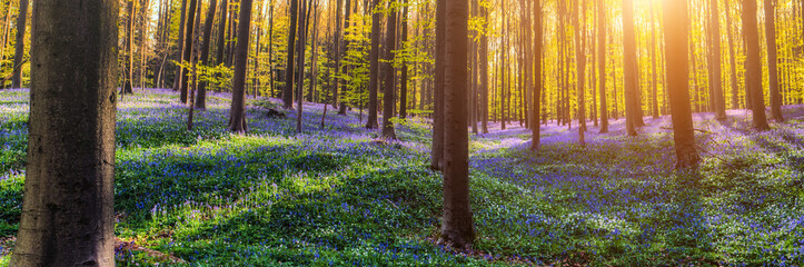 Hallerbos Belgien