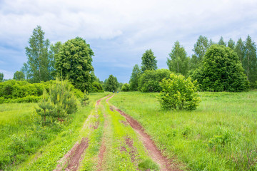 Cyclists on a forest road.