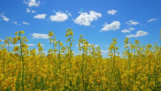 Flowers of rapeseed and sun, view from below