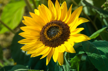 Big beautiful sunflowers outdoors